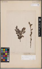Foto von Salix aurita L.